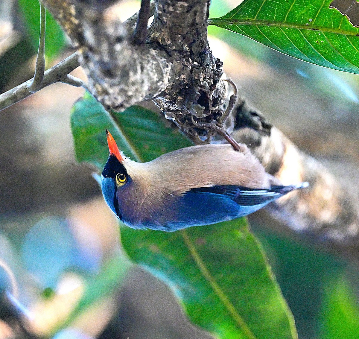 Velvet-fronted Nuthatch - ML638784944