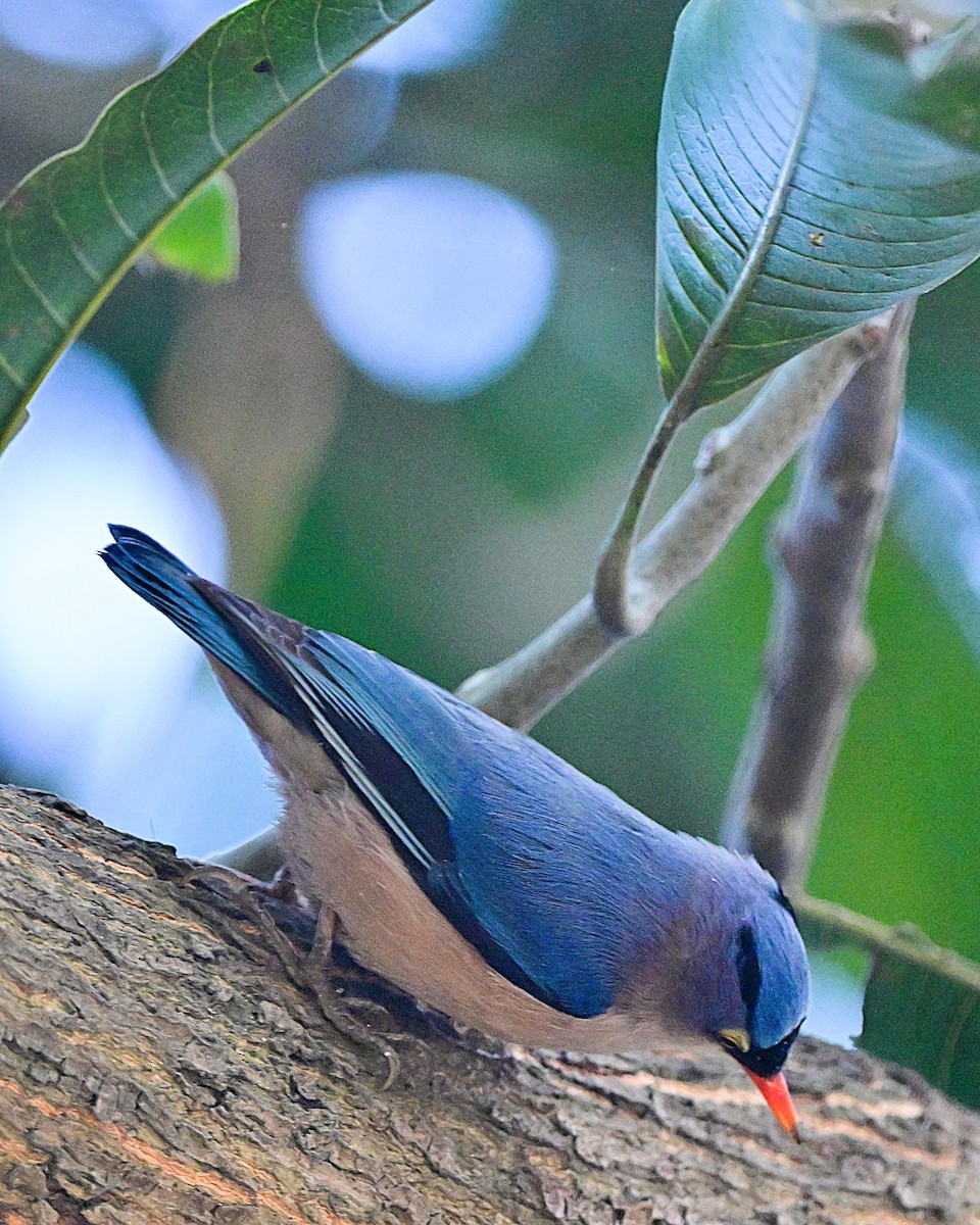 Velvet-fronted Nuthatch - ML638784950