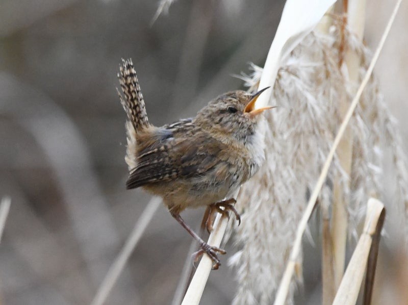 Grass Wren - ML638785014