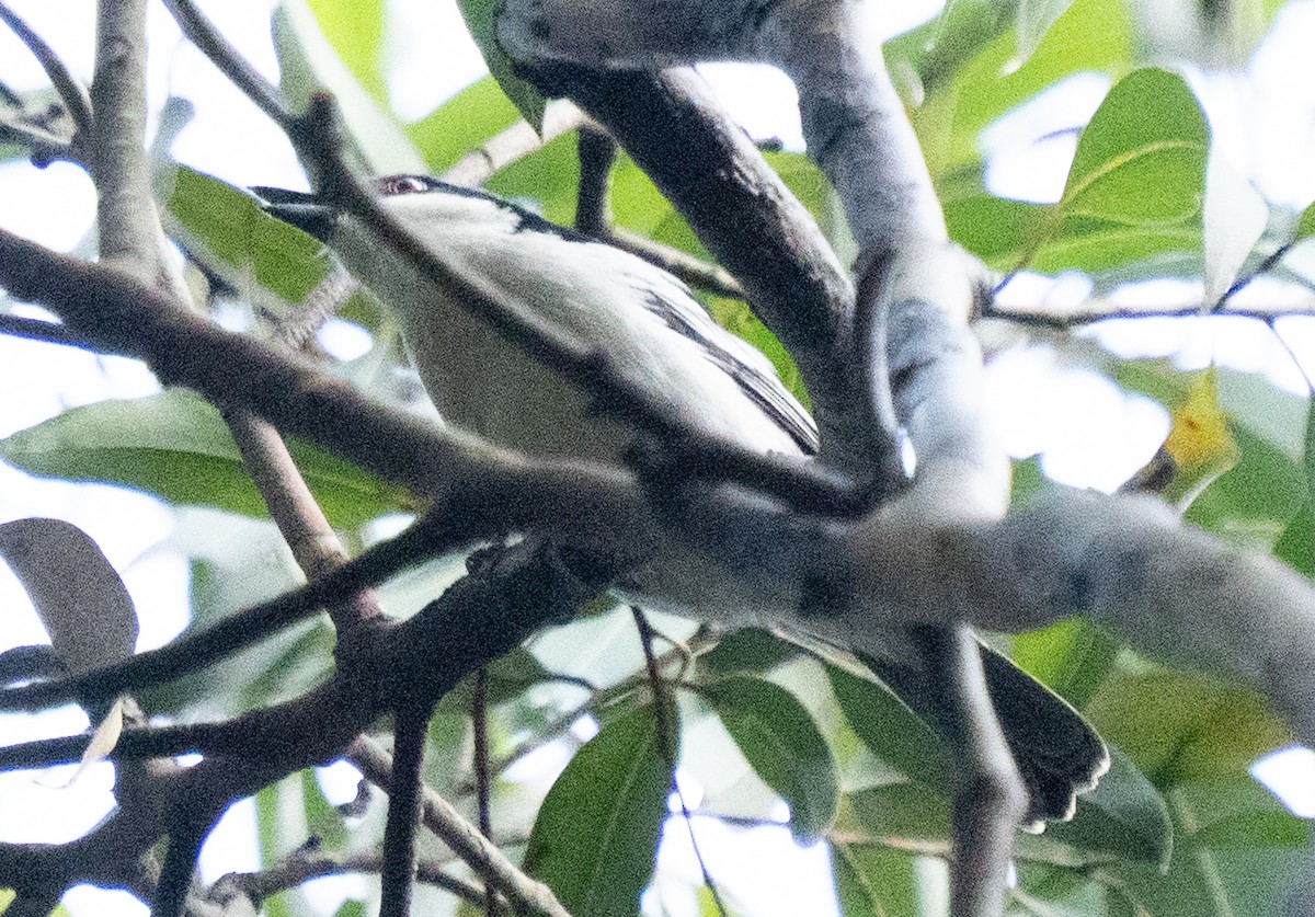 Black-backed Puffback - ML638785015