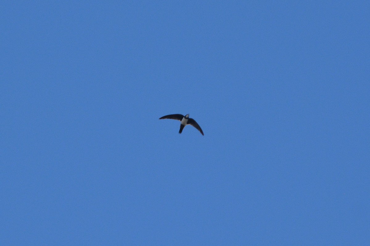 Alpine Swift - ML638785092