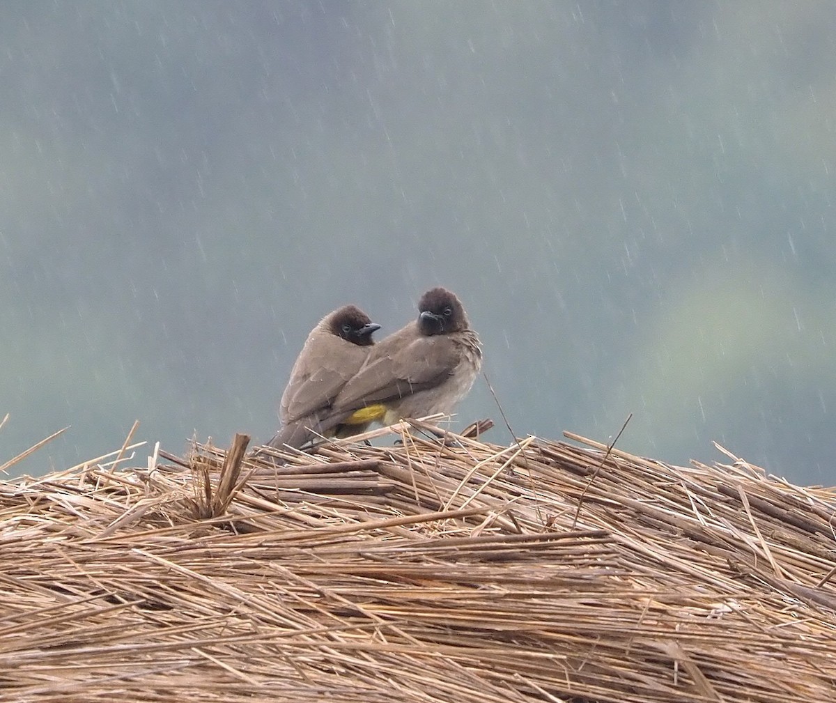 Common Bulbul - ML638785152