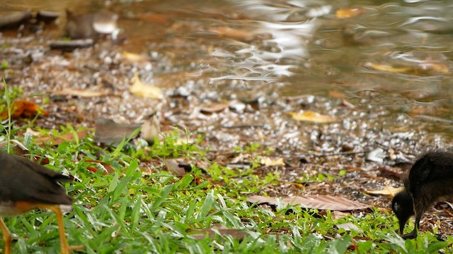 White-breasted Waterhen - ML638785164