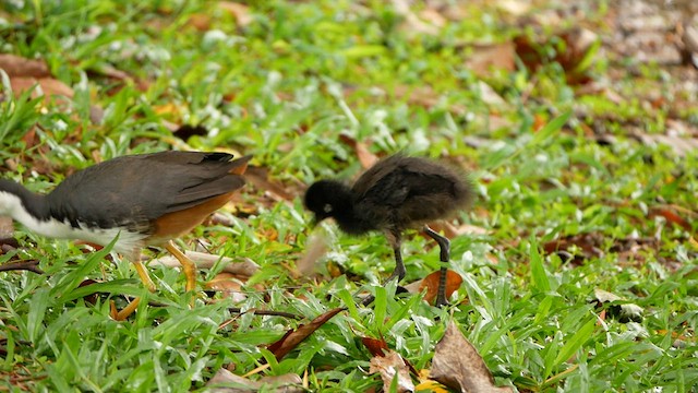 White-breasted Waterhen - ML638785169