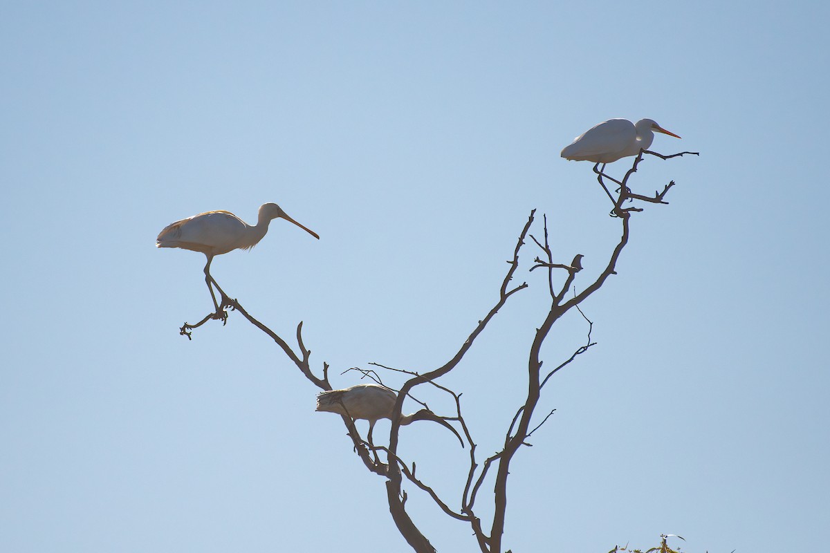 gulnebbskjestork - ML638785172