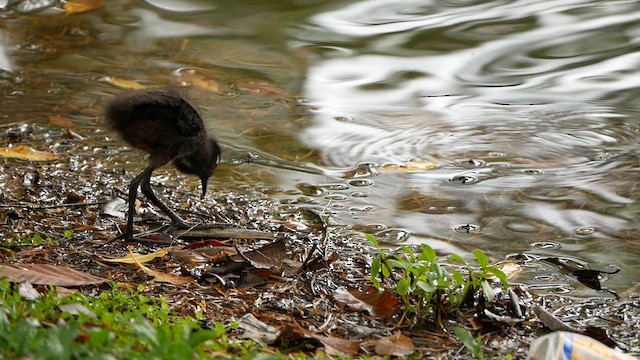 White-breasted Waterhen - ML638785173