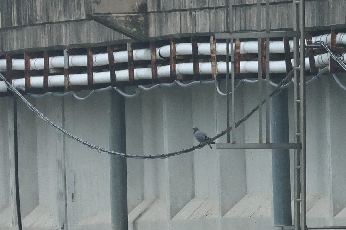 Hill Pigeon - ML638785188