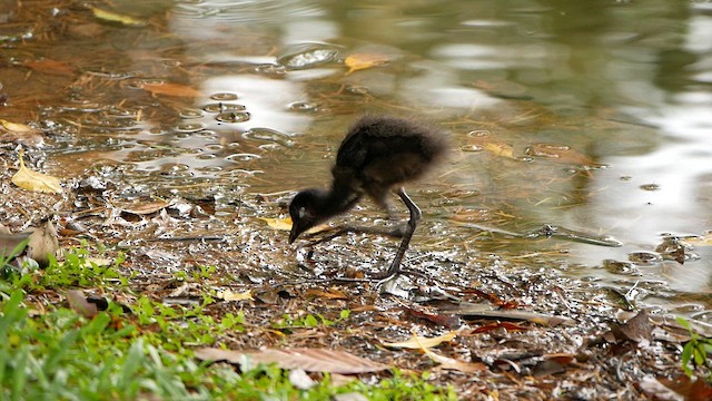 White-breasted Waterhen - ML638785200