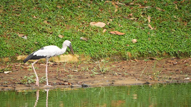Asian Openbill - ML638785204