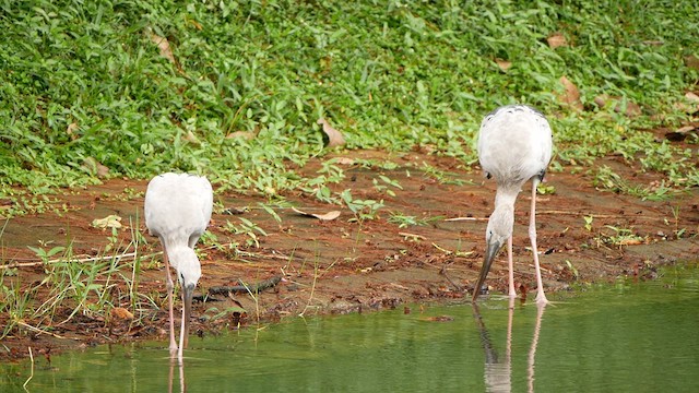 Asian Openbill - ML638785230