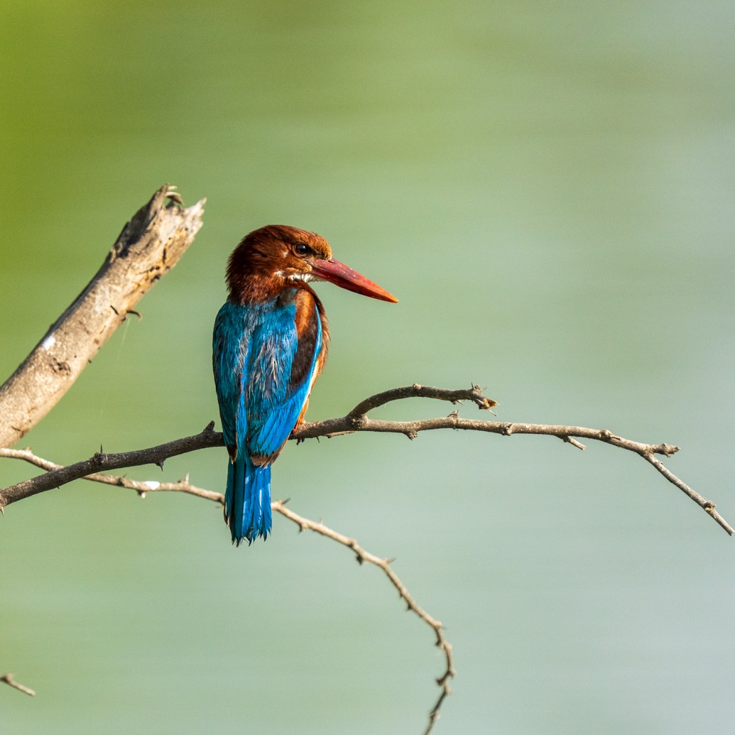White-throated Kingfisher - ML638785242