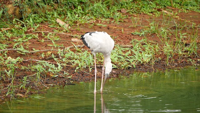Asian Openbill - ML638785251