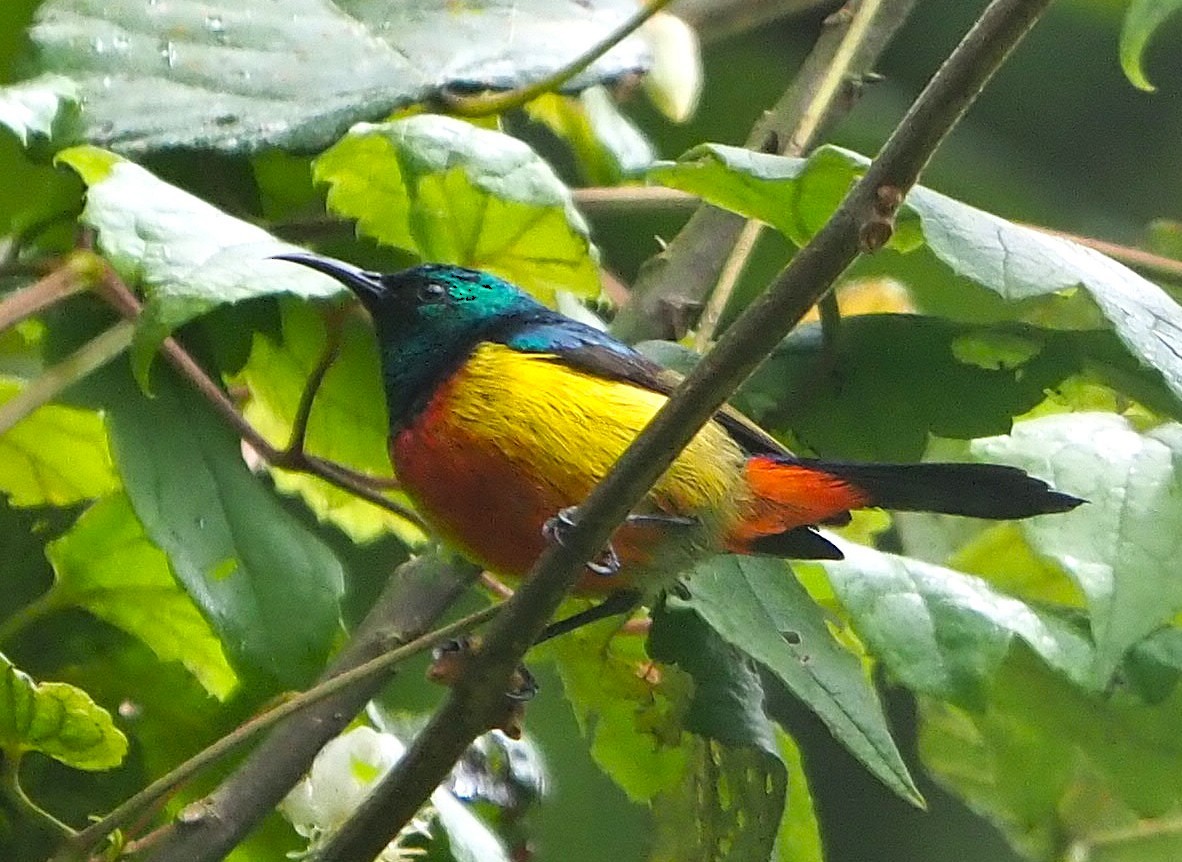 Regal Sunbird - ML638785262