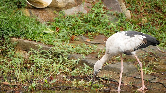 Asian Openbill - ML638785266