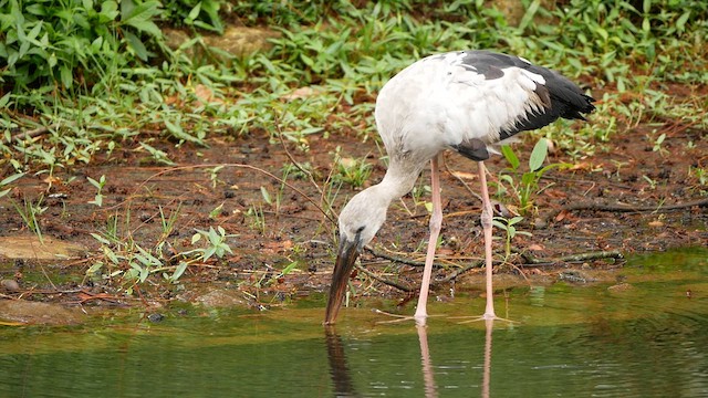 Asian Openbill - ML638785268