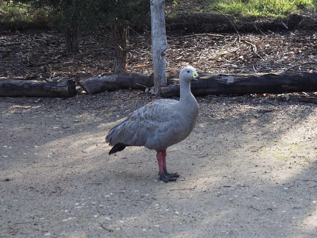 Cape Barren Goose - ML638785353