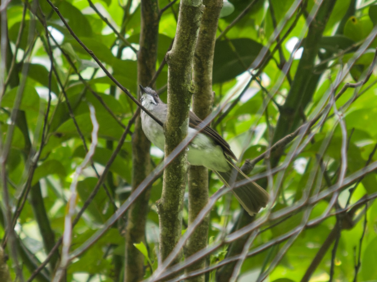 Cinereous Bulbul - ML638785354