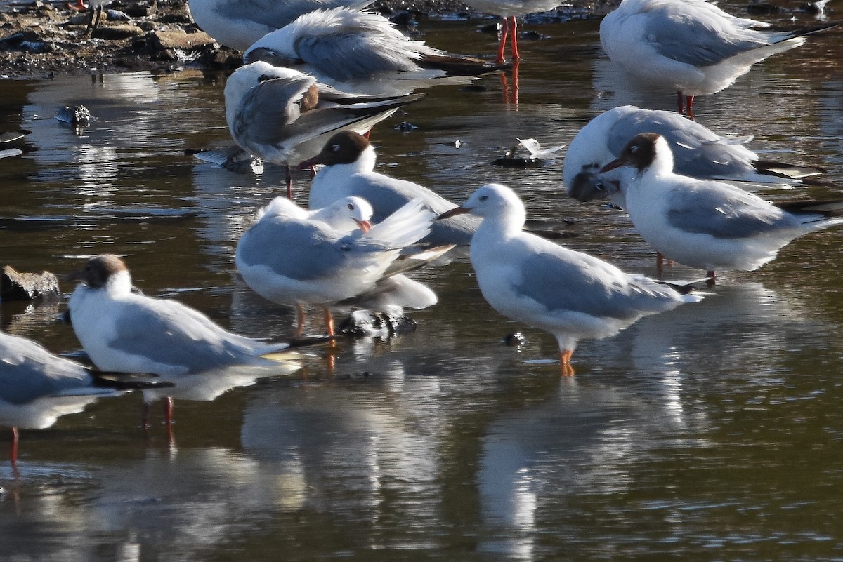 Slender-billed Gull - ML638785416