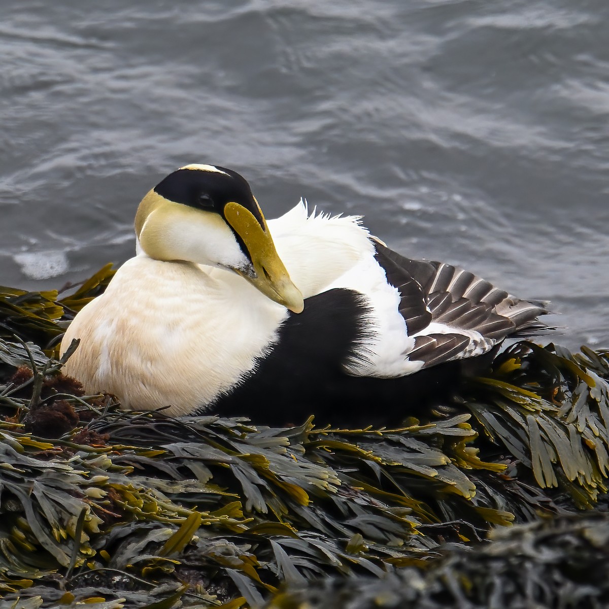Common Eider - ML638785469