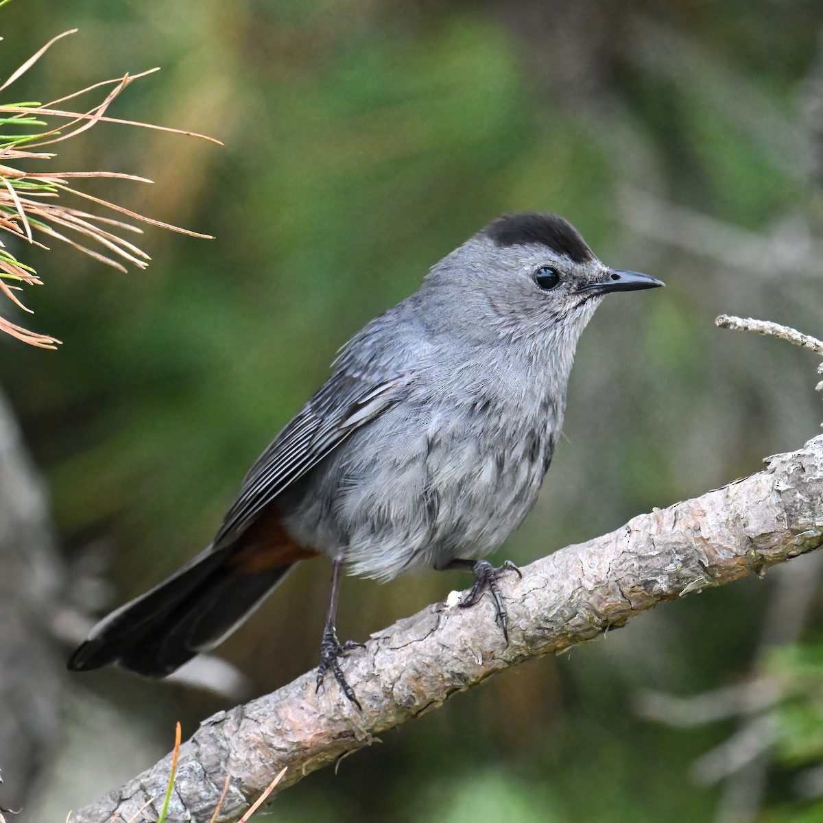 Gray Catbird - ML638785473