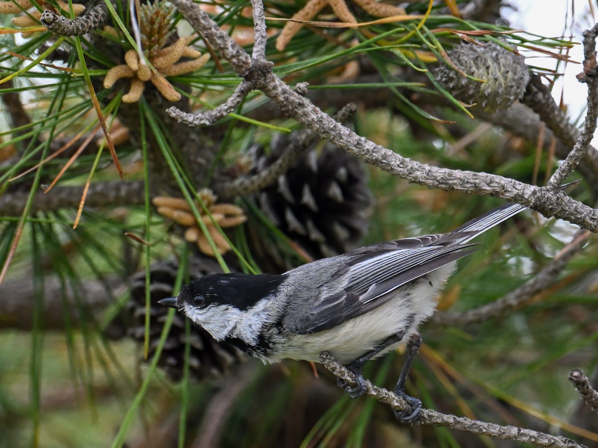 Black-capped Chickadee - ML638785482