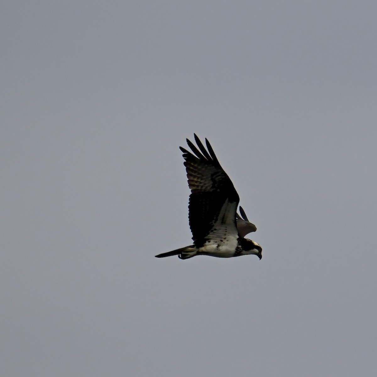 Osprey - ML638785502