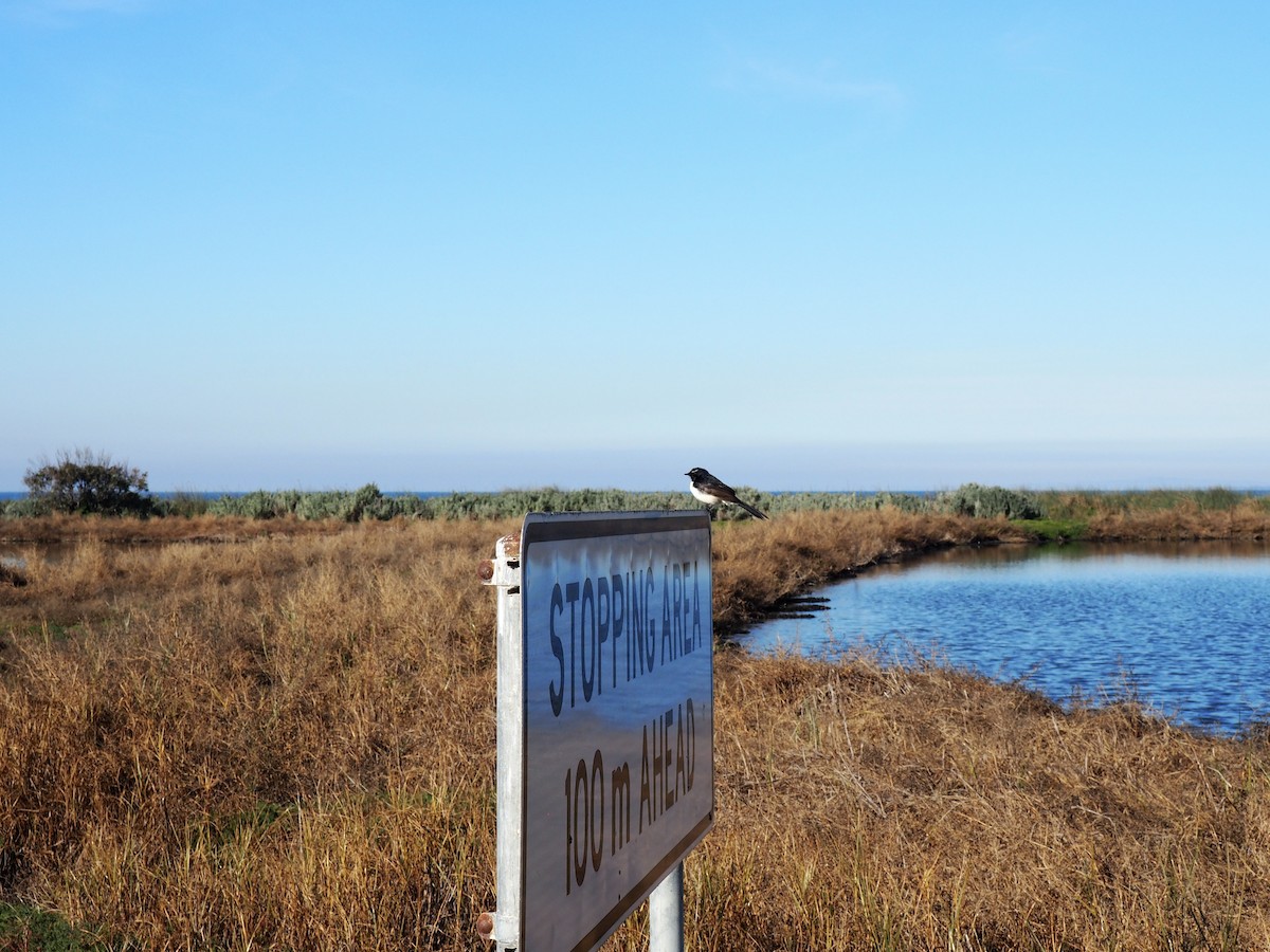 Willie-wagtail - ML638785549