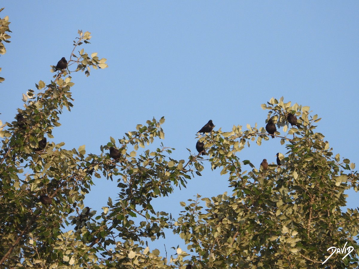 Spotless Starling - ML638785552