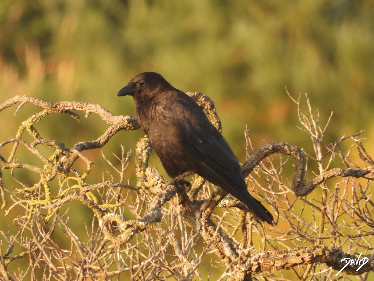 Carrion Crow - ML638785554