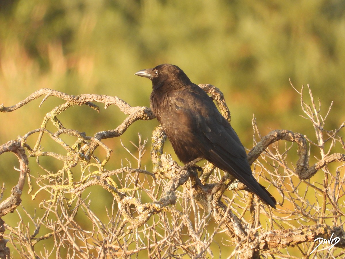Carrion Crow - ML638785555
