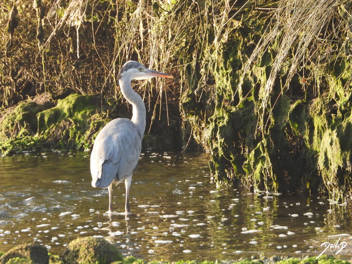 Gray Heron - ML638785560