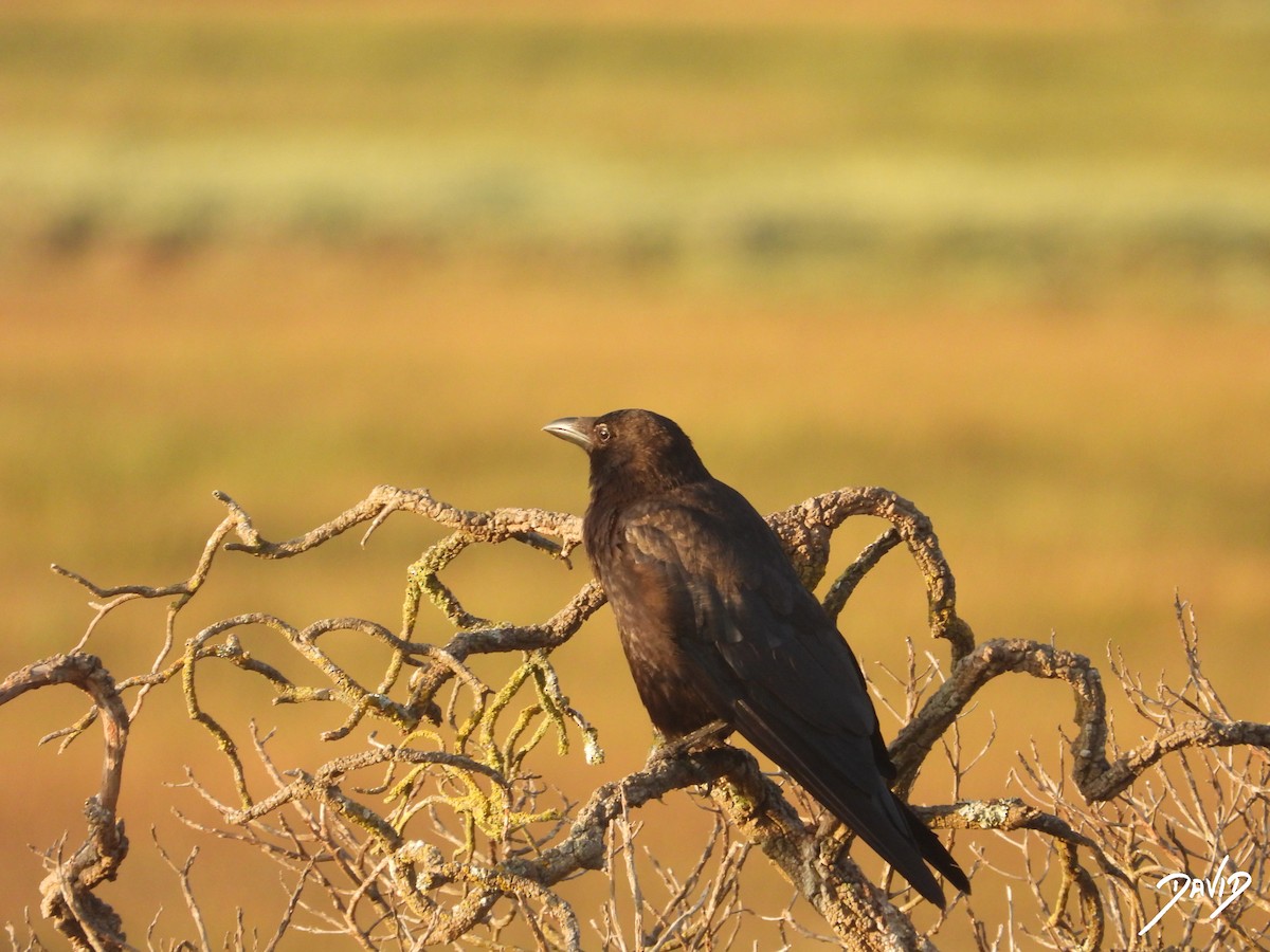 Carrion Crow - ML638785562