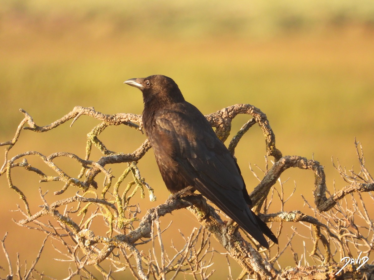 Carrion Crow - ML638785563