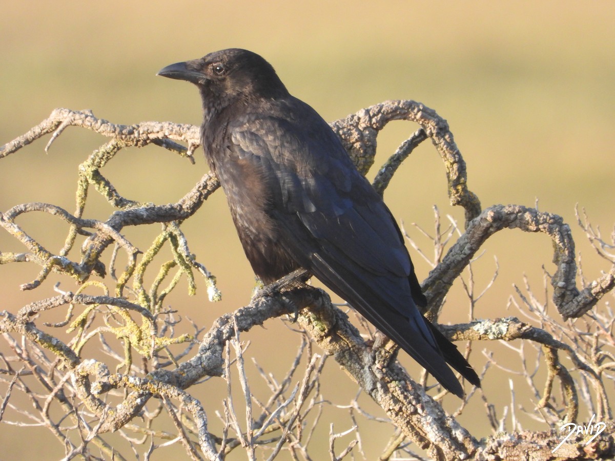 Carrion Crow - ML638785565