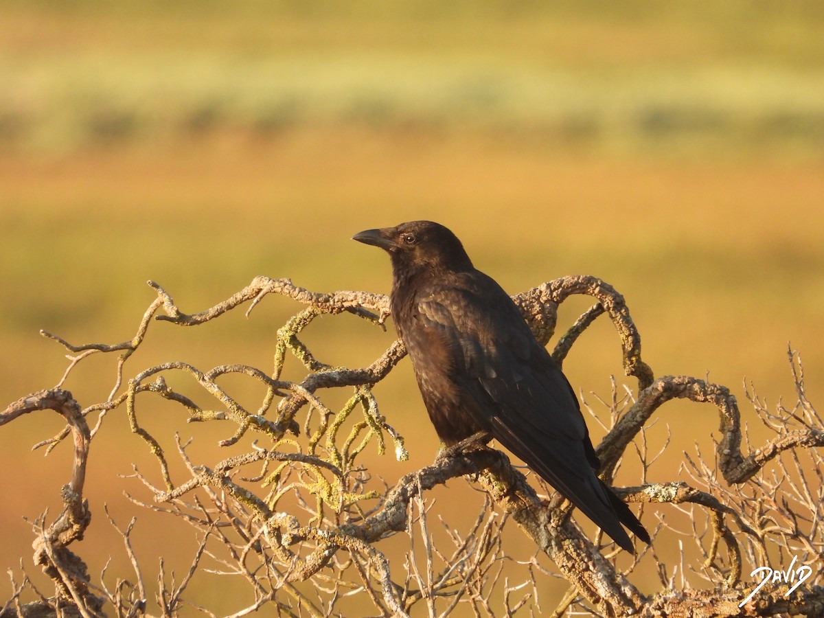 Carrion Crow - ML638785566