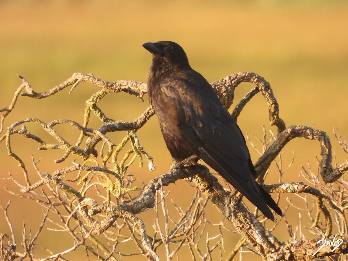 Carrion Crow - ML638785567