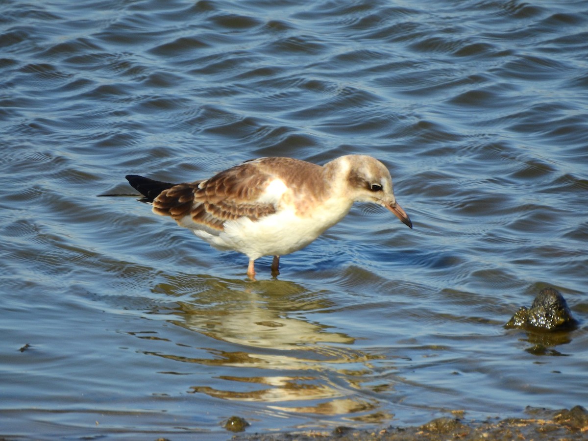 Black-headed Gull - ML638785569