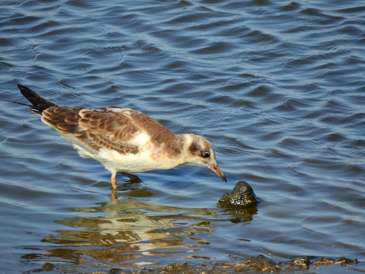 Black-headed Gull - ML638785570