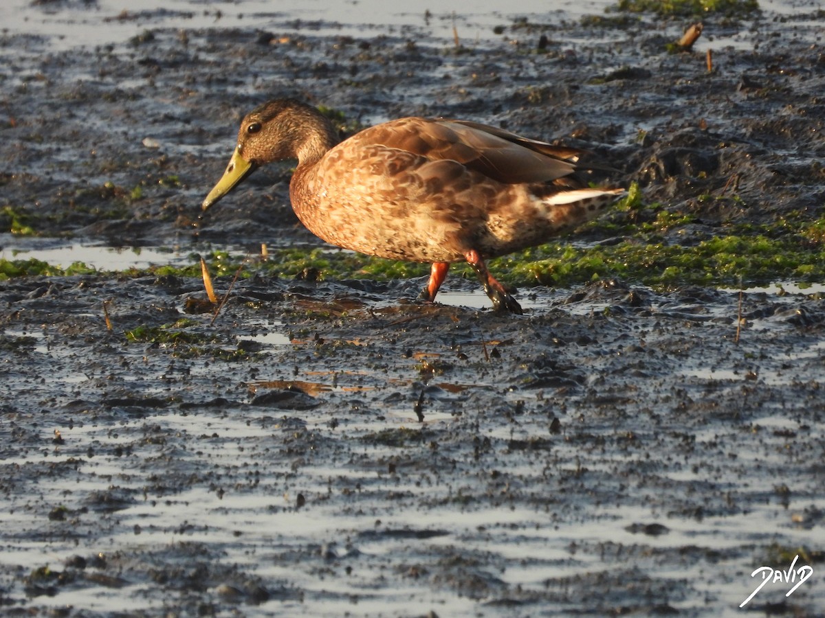 Mallard - ML638785572