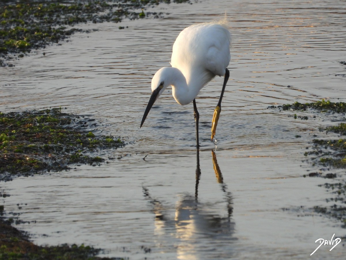 Little Egret - ML638785577