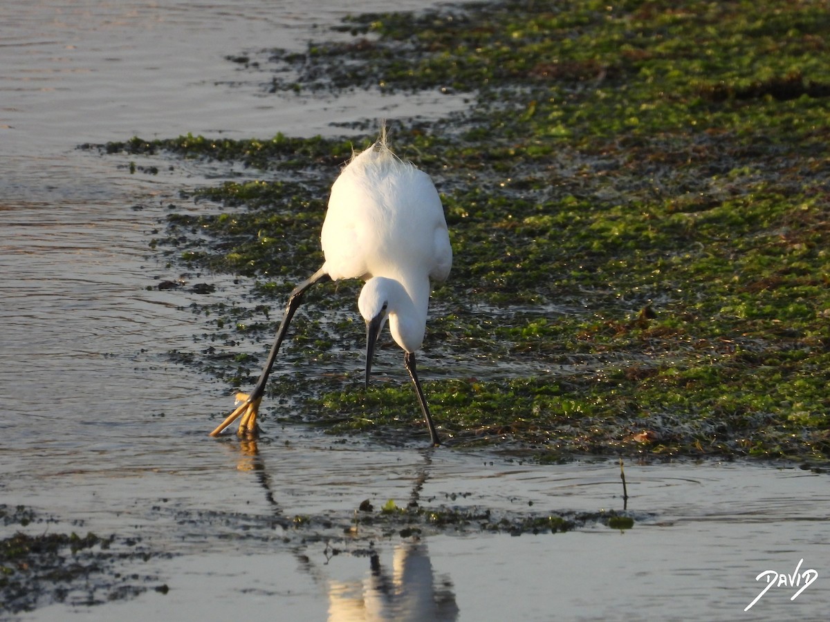 Little Egret - ML638785578