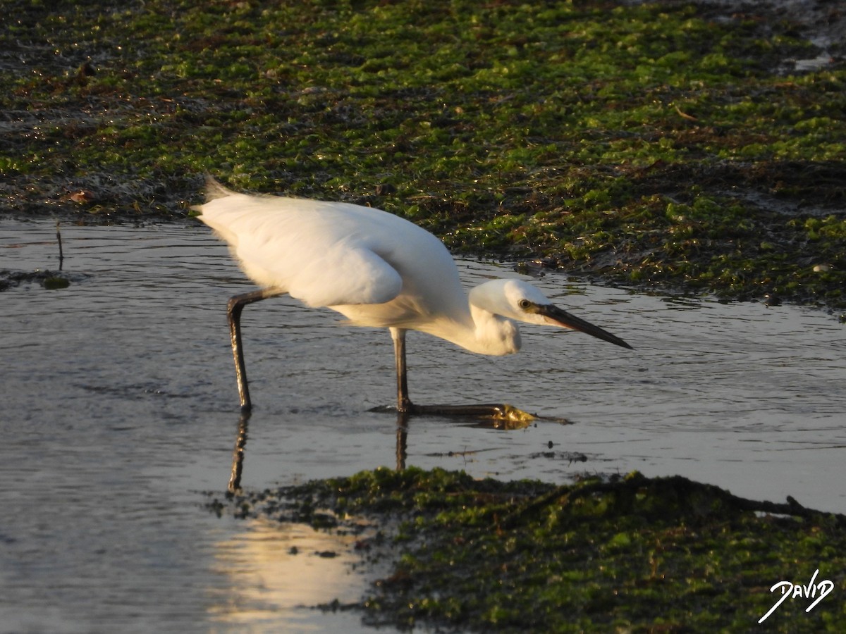 Little Egret - ML638785579