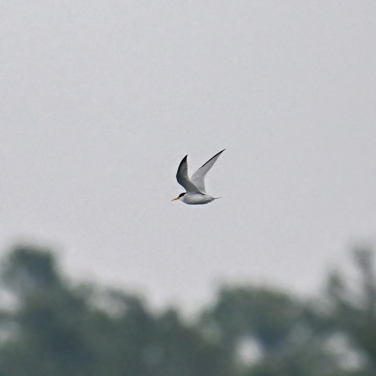 Least Tern - ML638785581