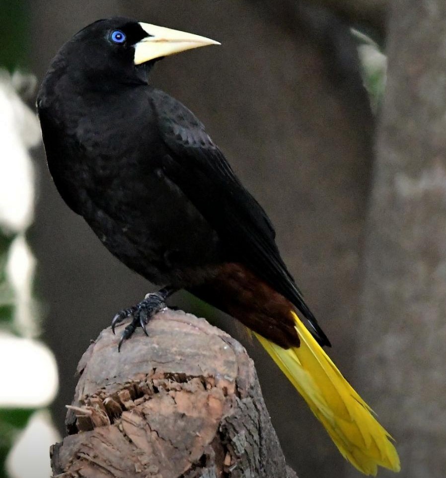 Crested Oropendola - ML638785583