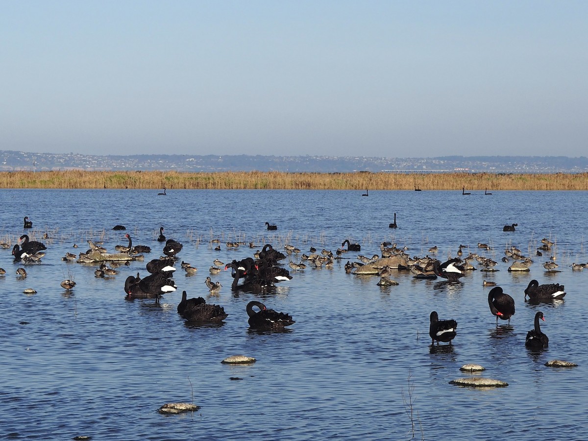 Black Swan - ML638785598