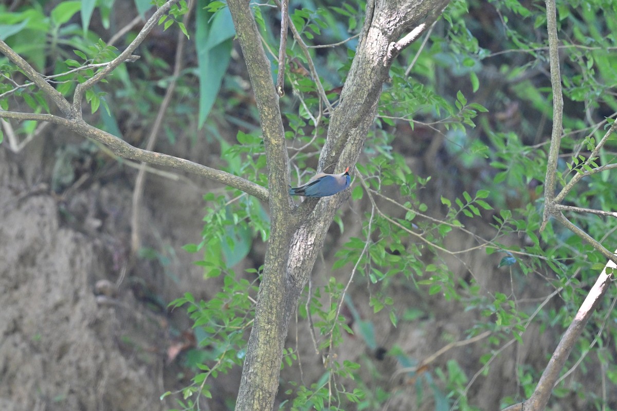 Velvet-fronted Nuthatch - ML638785623