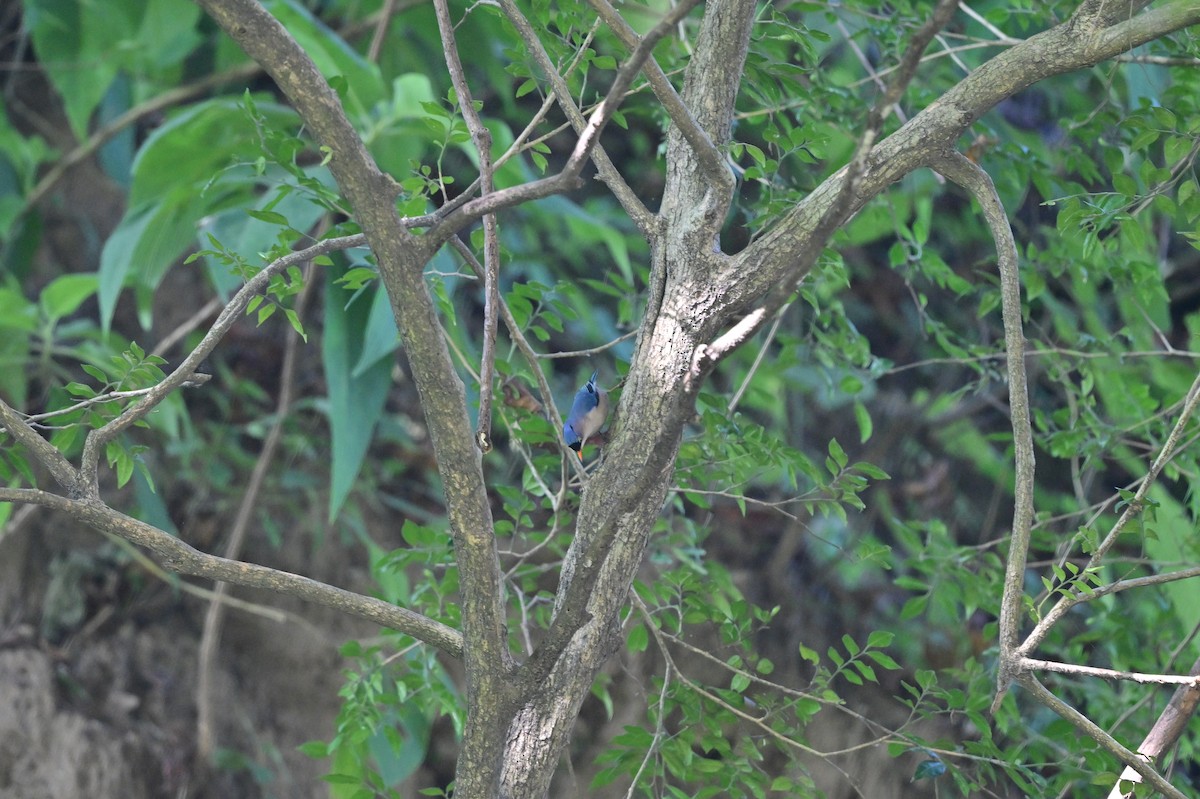 Velvet-fronted Nuthatch - ML638785625