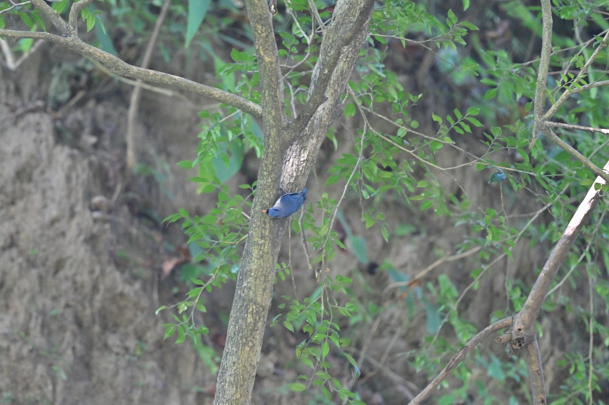Velvet-fronted Nuthatch - ML638785626