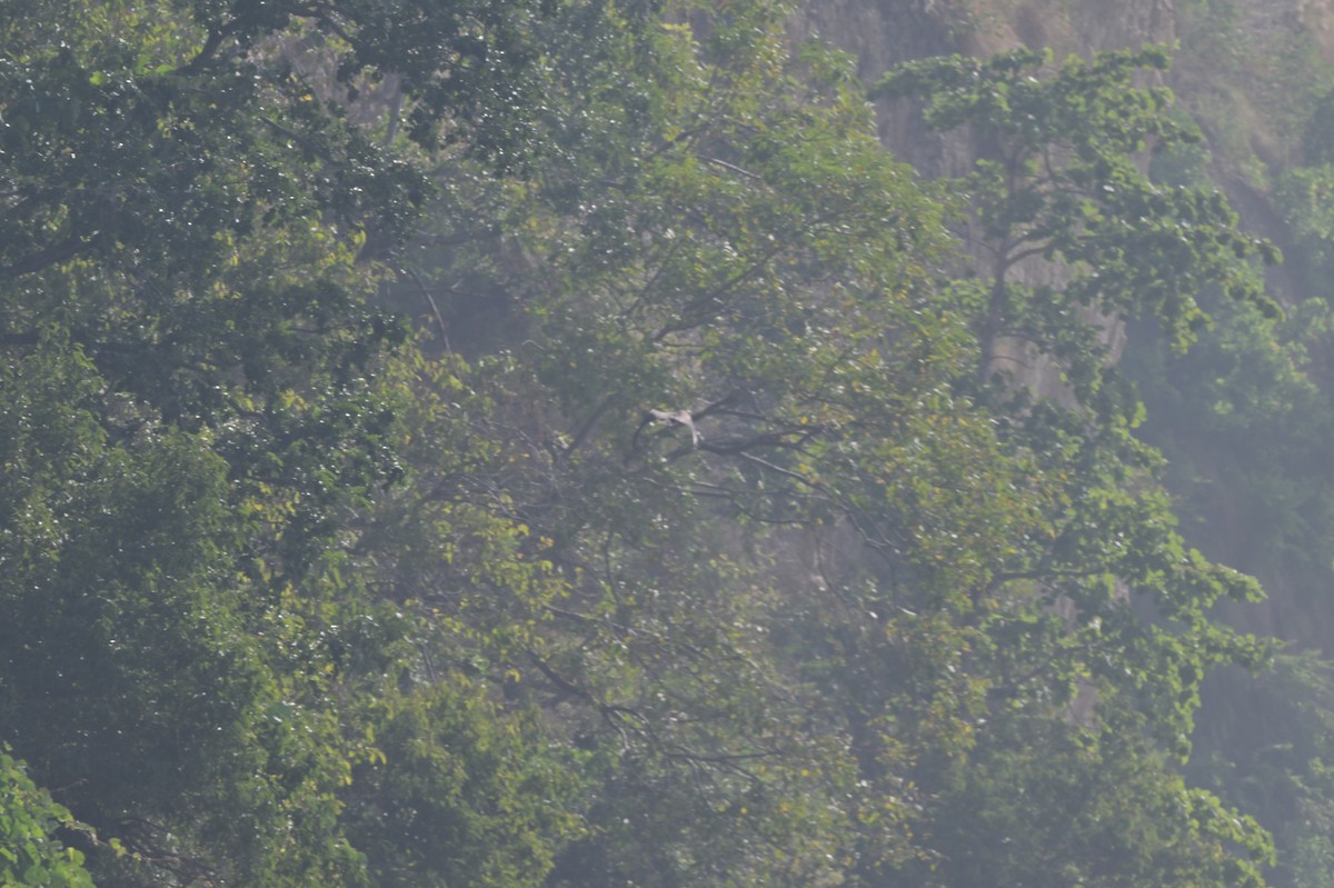 Малый рыболов - ML638785718