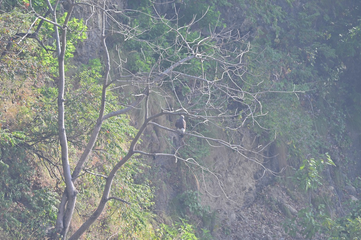 Малый рыболов - ML638785719